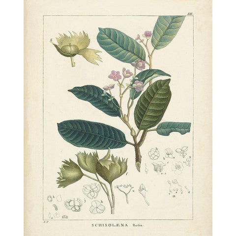 Vintage Verdure II Black Modern Wood Framed Art Print by Unknown