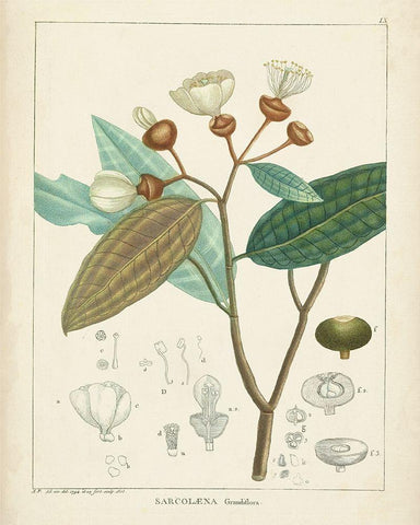 Vintage Verdure III Black Ornate Wood Framed Art Print with Double Matting by Unknown