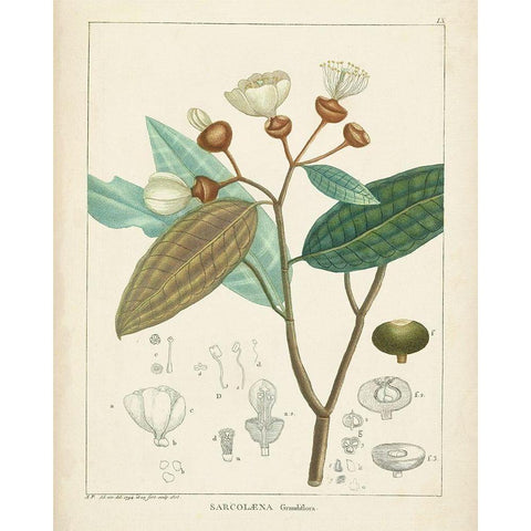 Vintage Verdure III Gold Ornate Wood Framed Art Print with Double Matting by Unknown