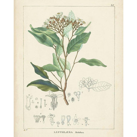 Vintage Verdure IV Gold Ornate Wood Framed Art Print with Double Matting by Unknown