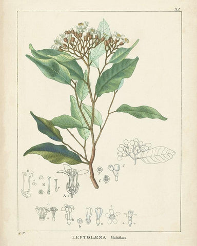 Vintage Verdure IV Black Ornate Wood Framed Art Print with Double Matting by Unknown