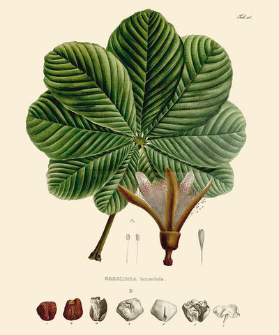 Luscious Leaves I White Modern Wood Framed Art Print with Double Matting by Unknown