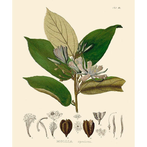 Luscious Leaves II Gold Ornate Wood Framed Art Print with Double Matting by Unknown