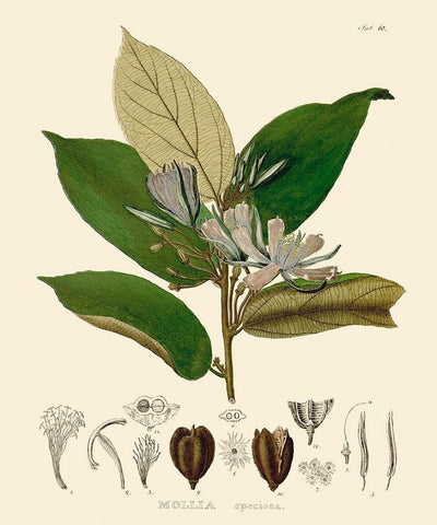 Luscious Leaves II Black Ornate Wood Framed Art Print with Double Matting by Unknown