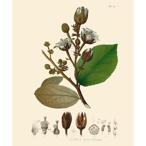 Luscious Leaves III Gold Ornate Wood Framed Art Print with Double Matting by Unknown