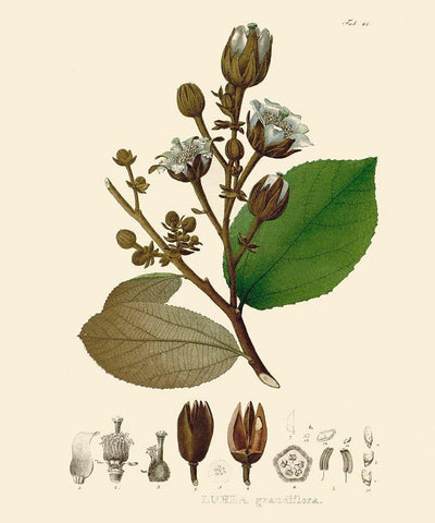 Luscious Leaves III Black Ornate Wood Framed Art Print with Double Matting by Unknown