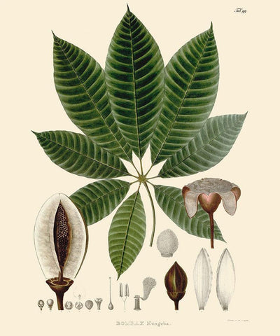 Luscious Leaves IV White Modern Wood Framed Art Print with Double Matting by Unknown