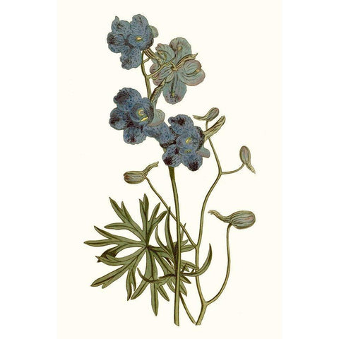 Soft Blue Botanicals V Black Modern Wood Framed Art Print with Double Matting by Curtis