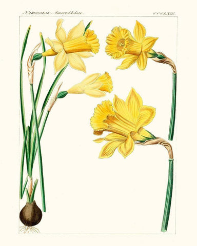 Bright Botanicals I Black Ornate Wood Framed Art Print with Double Matting by Unknown