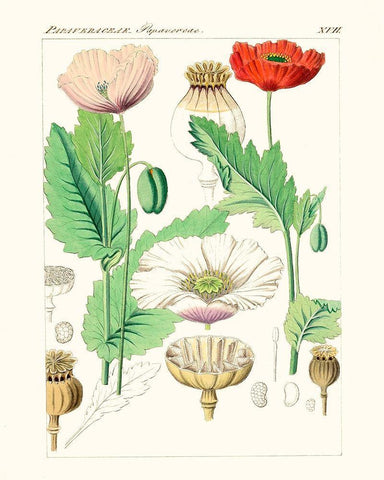 Bright Botanicals II White Modern Wood Framed Art Print with Double Matting by Unknown