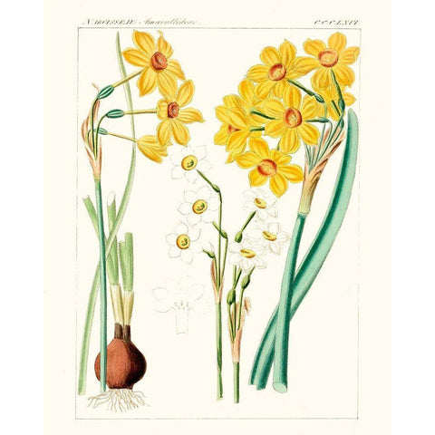 Bright Botanicals III White Modern Wood Framed Art Print by Unknown