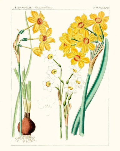 Bright Botanicals III Black Ornate Wood Framed Art Print with Double Matting by Unknown