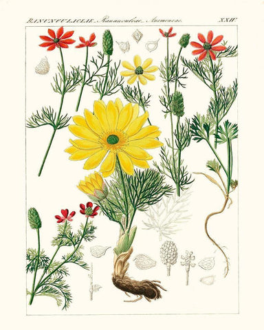 Bright Botanicals IV White Modern Wood Framed Art Print with Double Matting by Unknown