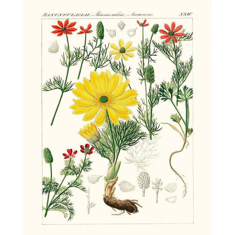 Bright Botanicals IV Gold Ornate Wood Framed Art Print with Double Matting by Unknown