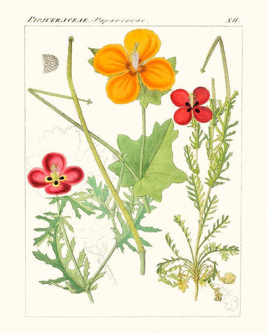 Bright Botanicals V White Modern Wood Framed Art Print with Double Matting by Unknown