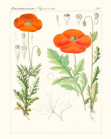 Bright Botanicals VI Black Ornate Wood Framed Art Print with Double Matting by Unknown