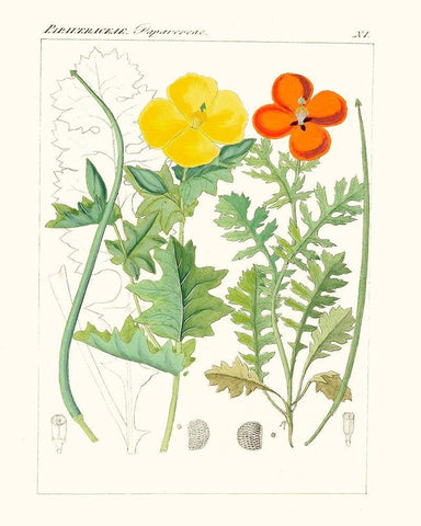 Bright Botanicals VII White Modern Wood Framed Art Print with Double Matting by Unknown