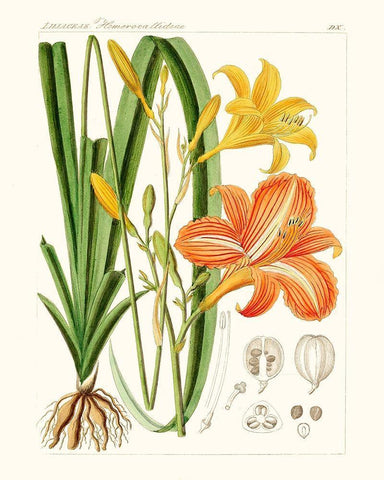 Bright Botanicals VIII Black Ornate Wood Framed Art Print with Double Matting by Unknown