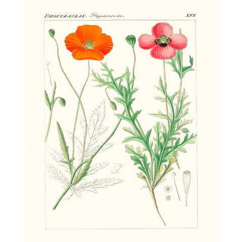 Bright Botanicals IX Black Modern Wood Framed Art Print with Double Matting by Unknown