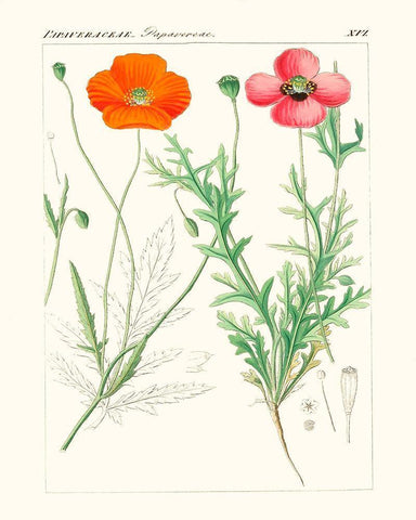 Bright Botanicals IX Black Ornate Wood Framed Art Print with Double Matting by Unknown