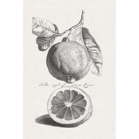 Antique Lemons and Oranges IV White Modern Wood Framed Art Print by Unknown