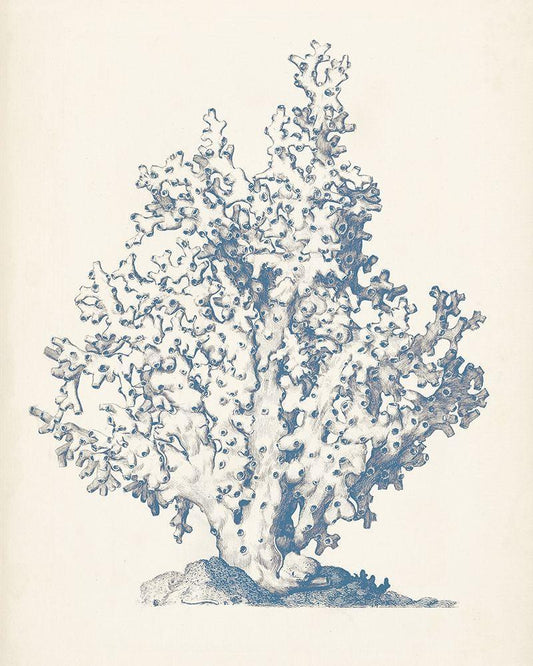 Image Only