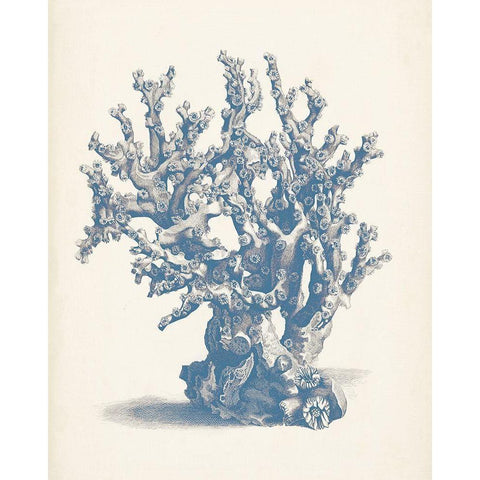 Antique Coral Collection V White Modern Wood Framed Art Print by Vision Studio