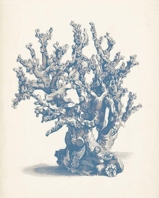 Image Only