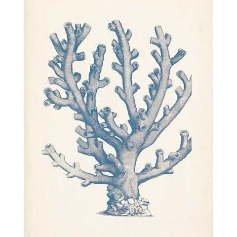 Antique Coral Collection VI Black Modern Wood Framed Art Print with Double Matting by Vision Studio