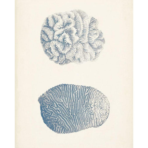 Antique Coral Collection VII White Modern Wood Framed Art Print by Vision Studio