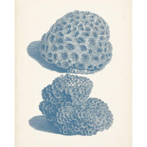Antique Coral Collection VIII Black Modern Wood Framed Art Print by Vision Studio