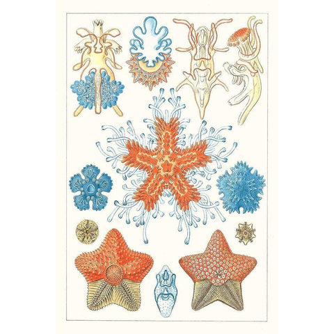 Sealife Species I White Modern Wood Framed Art Print by Vision Studio