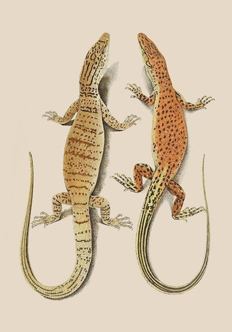 Antique Lizards I Black Ornate Wood Framed Art Print with Double Matting by Unknown