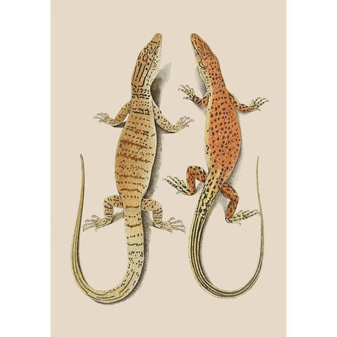 Antique Lizards I Gold Ornate Wood Framed Art Print with Double Matting by Unknown