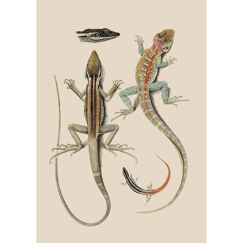 Antique Lizards II White Modern Wood Framed Art Print by Unknown