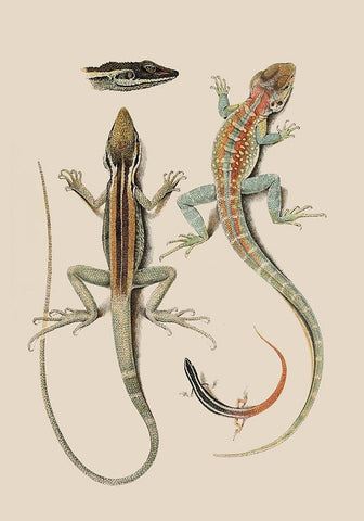 Antique Lizards II Black Ornate Wood Framed Art Print with Double Matting by Unknown