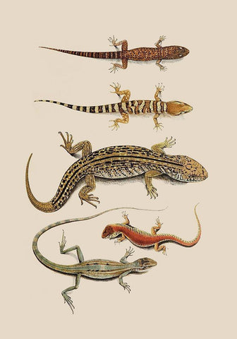 Antique Lizards III Black Ornate Wood Framed Art Print with Double Matting by Unknown