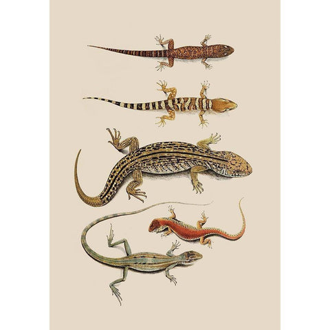 Antique Lizards III Gold Ornate Wood Framed Art Print with Double Matting by Unknown