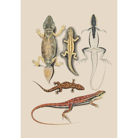 Antique Lizards IV Black Modern Wood Framed Art Print with Double Matting by Unknown