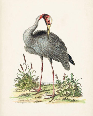 Antique Heron and Cranes I Black Ornate Wood Framed Art Print with Double Matting by Edwards, George