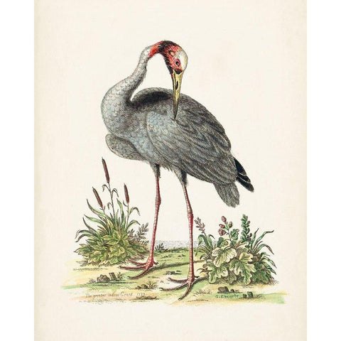 Antique Heron and Cranes I Black Modern Wood Framed Art Print with Double Matting by Edwards, George