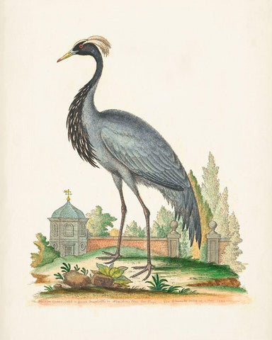 Antique Heron and Cranes II Black Ornate Wood Framed Art Print with Double Matting by Edwards, George