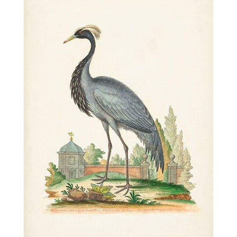 Antique Heron and Cranes II Black Modern Wood Framed Art Print with Double Matting by Edwards, George