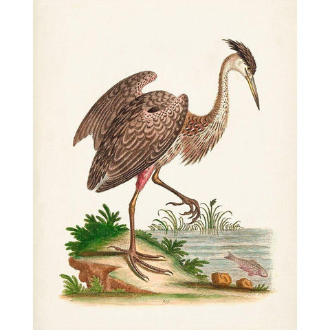 Antique Heron and Cranes III Black Modern Wood Framed Art Print with Double Matting by Edwards, George