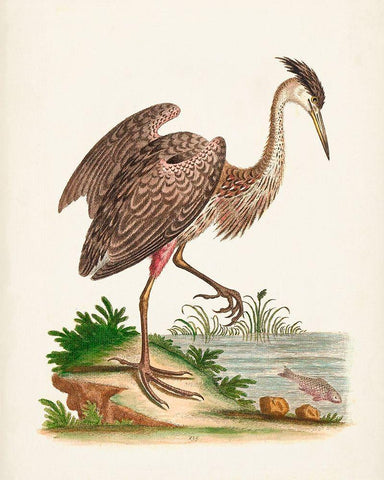 Antique Heron and Cranes III White Modern Wood Framed Art Print with Double Matting by Edwards, George