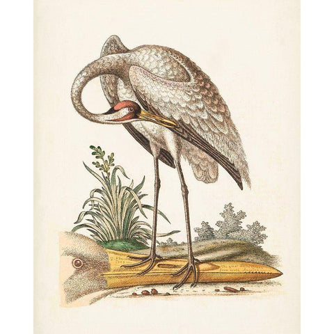 Antique Heron and Cranes IV Black Modern Wood Framed Art Print with Double Matting by Edwards, George