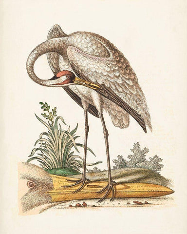 Antique Heron and Cranes IV White Modern Wood Framed Art Print with Double Matting by Edwards, George