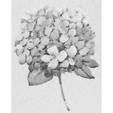 Silvertone Floral II White Modern Wood Framed Art Print by OToole, Tim