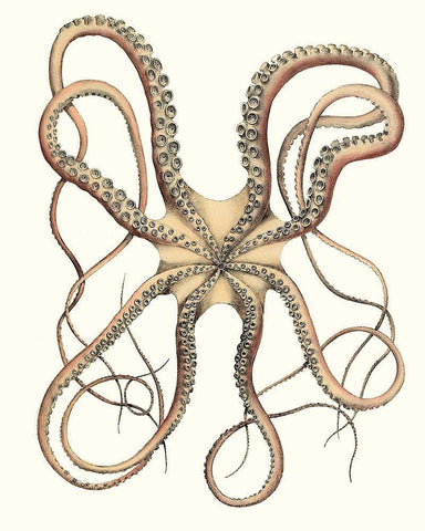 Antique Octopus Collection IV White Modern Wood Framed Art Print with Double Matting by Unknown