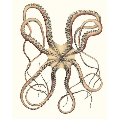 Antique Octopus Collection IV White Modern Wood Framed Art Print by Unknown